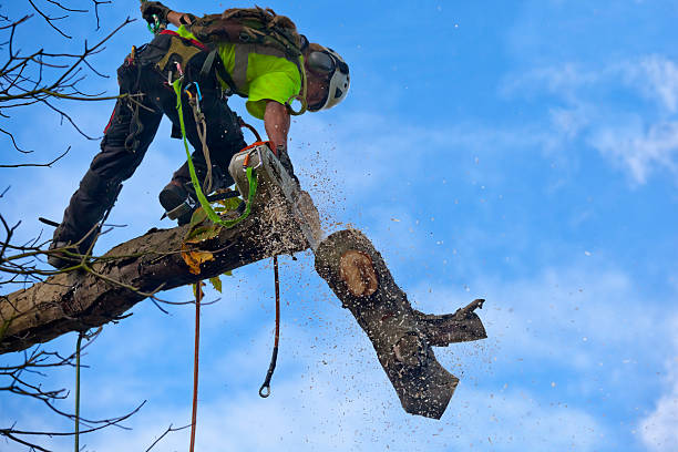 Best Tree Removal Service  in USA